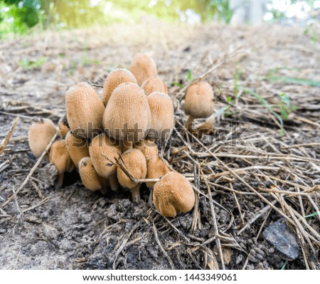 Family of inedible mushrooms in the park