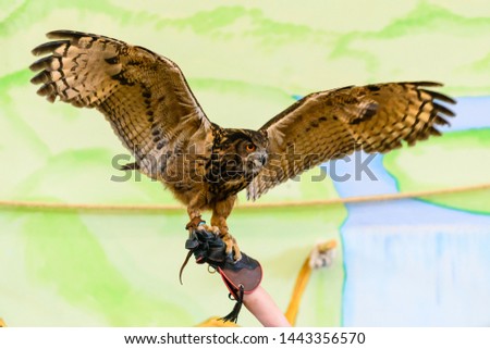 Barn owl on hand, owl flies wings to trainer hand