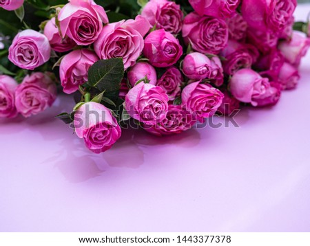 Pink roses on pink background. Copy space.