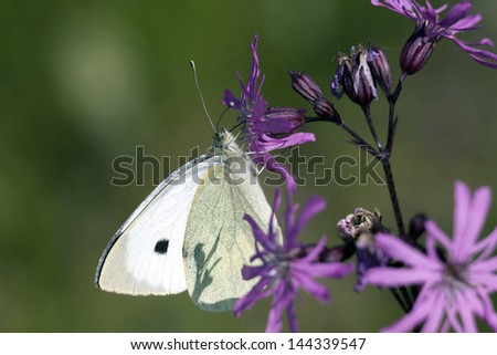 White butterfly macro picture