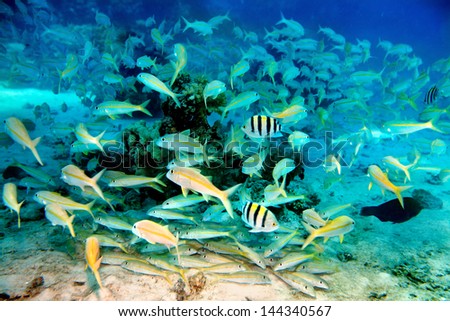Group coral fish in blue water.