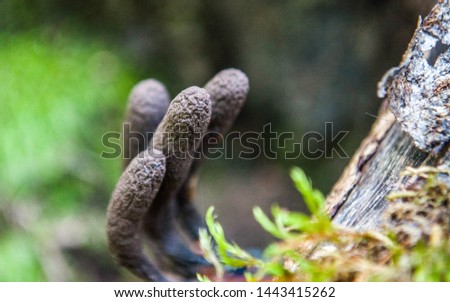 Xylaria polymorpha fungus, commonly known as dead man's fingers Royalty-Free Stock Photo #1443415262