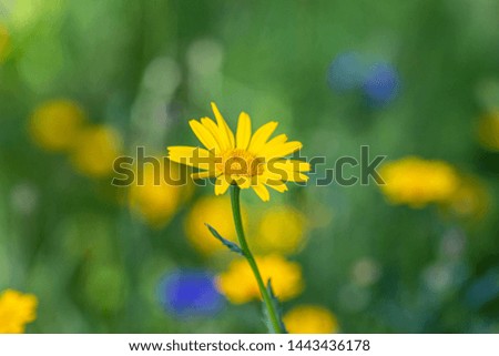 A yellow daisy in the summer sunshine, with a shallow depth of field