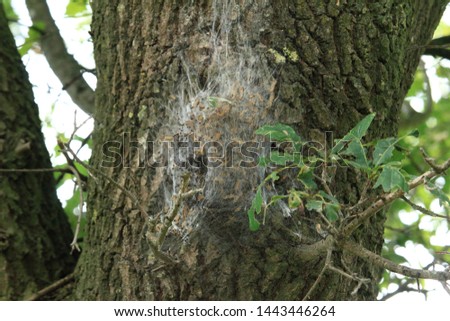 
The nest of the oak processionary moth