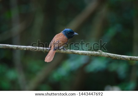 Bird in nature, Asian paradise flycatcher perching on a branch