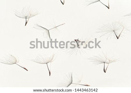 Seeds of a large dandelion salsify parachutes Tragopogon pseudomajor on a white with a shadow. Abstraction from natural materials. Background with dry plants. Royalty-Free Stock Photo #1443463142