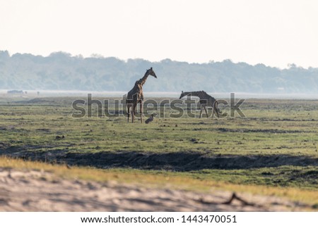 Giraffe at the wetlands at the chobe river in Botswana, africa