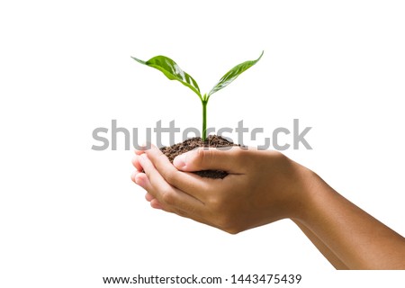 hand holding young plant isolate on white background Royalty-Free Stock Photo #1443475439