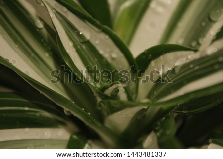 Dracaena deremensis with white stripes. Plant with water drops on it.