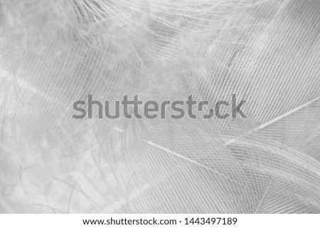 Beautiful close up white swan feather pattern texture background