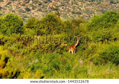 Lonely giraffe antelope grazing in the savannah of Samburu Park in central Kenya
