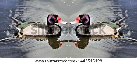 A picture of a Rosybill Duck with reflection