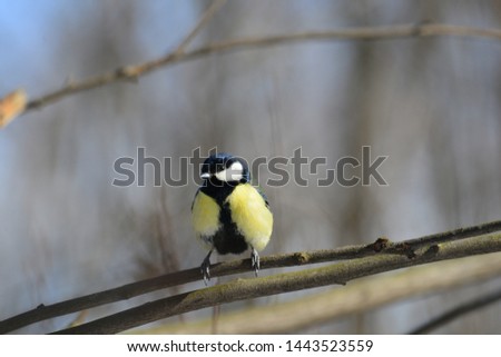 Cute bird tit sitting on cherry branch in spring garden in may flowers.Single Great tit bird on a tree branch during a spring nesting period 