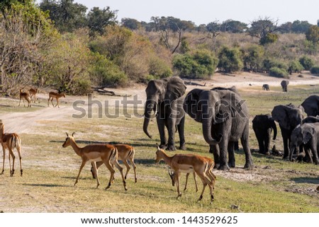 Elefants at the wetlands at the chobe river in Botswana, africa