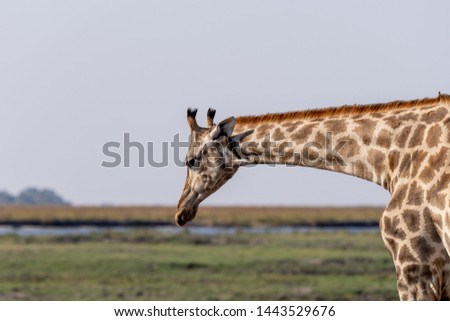 Giraffe at the wetlands at the chobe river in Botswana, africa