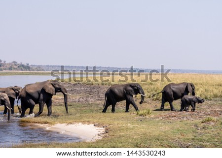 Elefants at the wetlands at the chobe river in Botswana, africa