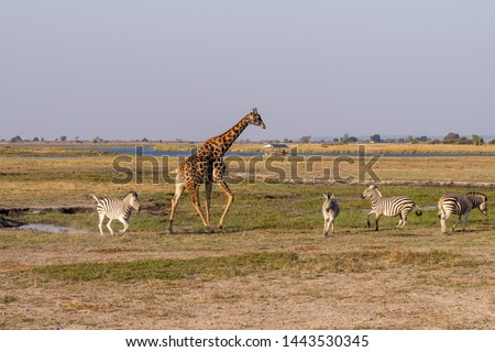 Giraffes, Zeebras and antelopes in the wetlands of chobe river in botswana, africa