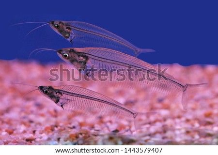 The cute glass catfish (Phantom,Ghost Catfish) in freshwater aquarium. Kryptopterus Bicirrhis  have opaque, transparent or translucent bodies, Native to rivers in Thailand.  Royalty-Free Stock Photo #1443579407