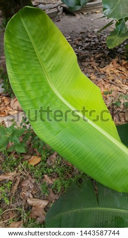Soft  banana  leaf in the rainy  season