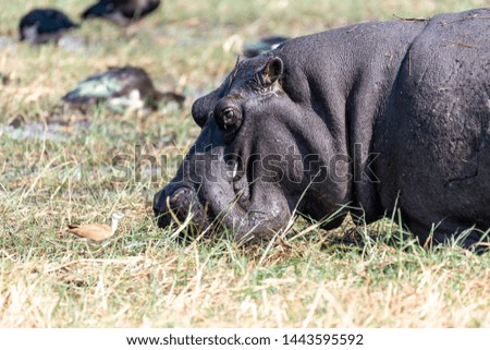 Hippopotamus in chobe national park in botswana at chobe river