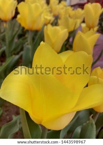 close up pictures of beautiful flowers