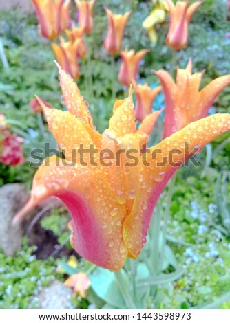 close up pictures of beautiful flowers
