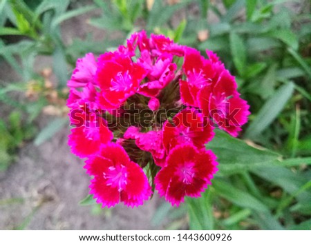 close up picture of beautiful flowers