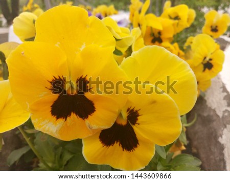 close up picture of beautiful flowers