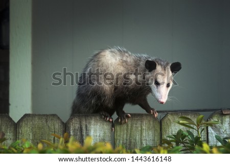 Adult female Virginia opossum (Didelphis virginiana), commonly known as the North American opossum  on the fence