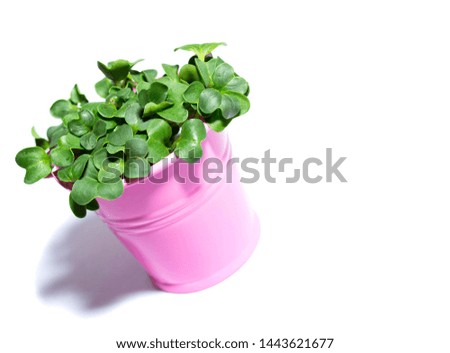microgreens of radish  in a pink bucket on a white background in left of screen sideway view