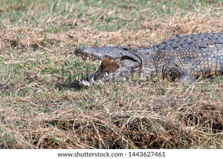 Crocodiles at the wetlands at the chobe river in Botswana, africa
