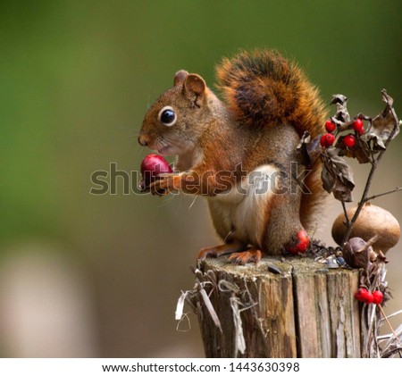  A COOL PIC OF A SQUIRREL WHILE HAVING MEAL


