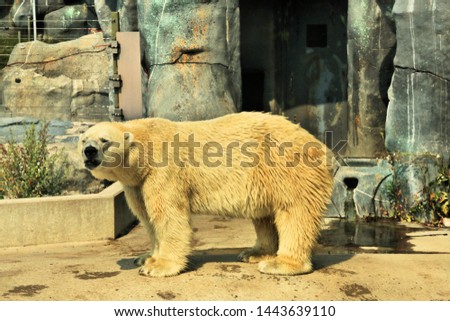 A picture of a Polar Bear