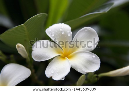 plumeria flowers bouquet  with green leaf .