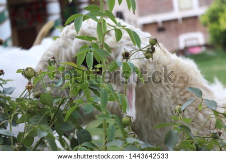 goat eating flower goat eat plant goat picture goats flower picture