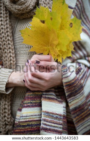 Maple leaves in the hands of girls close-up on the background of a scarf large knit beige.