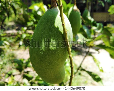 Green mango in the garden and branch of tree