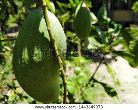 Green mango in the garden and branch of tree