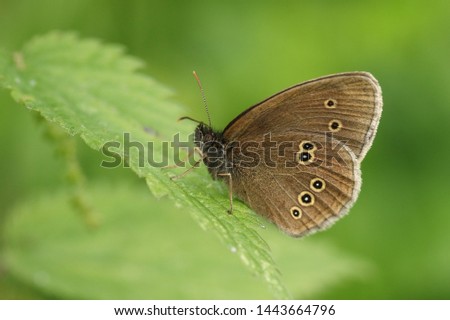 A pretty Ringlet Butterfly, Aphantopus hyperantus, perching on a stinging nettle leaf. Royalty-Free Stock Photo #1443664796