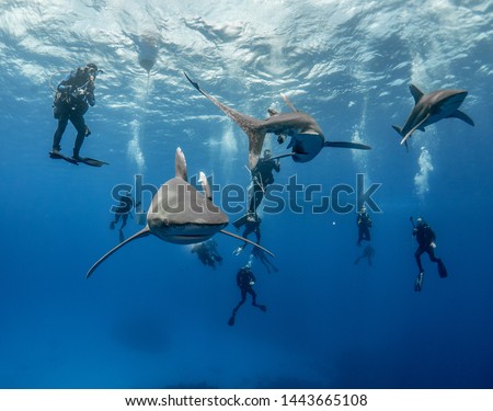 Diving with Oceanic Whitetip sharks off Cat Island, Bahamas Royalty-Free Stock Photo #1443665108