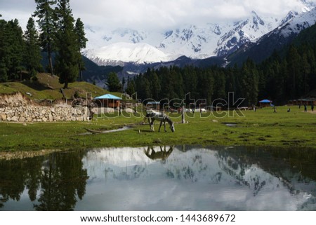 A reflection of the killer mountain Nanga Parbat in Reflection lake is seen hidden behind clouds while a horse chews on grass nearby.        