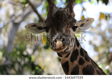 head image of a giraffe