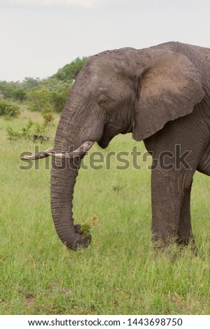 African Elephant in the Sabi Sands Game Reserve