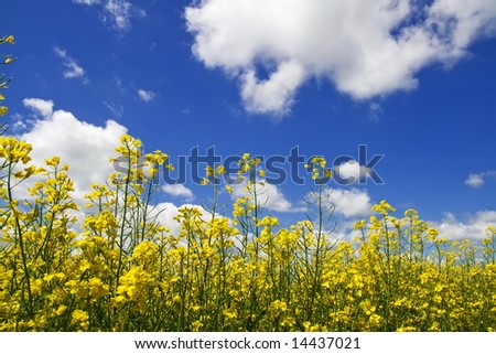 Clouds over field colza in spring