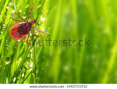 Tick on green grass. Dangerous parasite. This animal is vehicle of many infections. Picture with copy space.