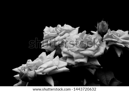 black and white hight contrast roses 