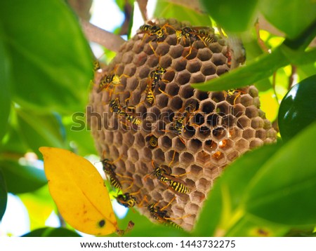 Close up picture of a hive with wild bees and honey