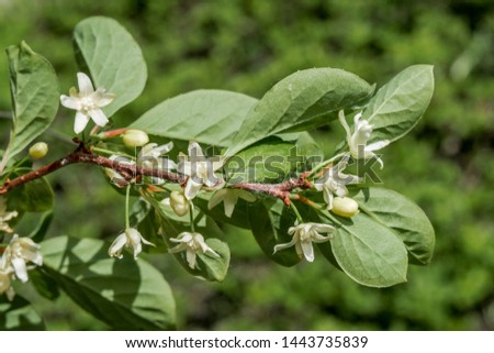 Schisandra Berries (Schisandra chinensis) in garden, Moscow region, Russia