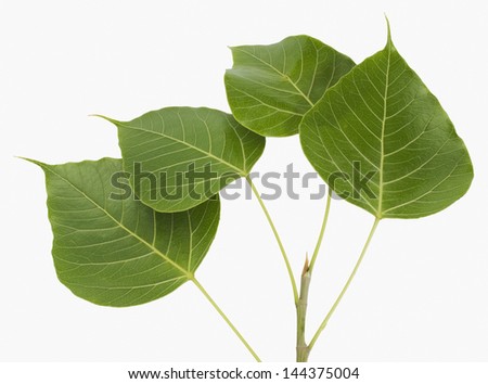 Close-up of pipal leaves