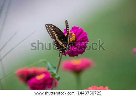 A black swallowtail butterfly with yellow and black coloring in a garden full of purple, pink, red, and orange zinnia flowers